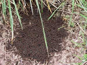 Insekten