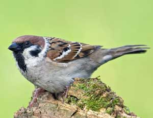 Spatz-und-Co