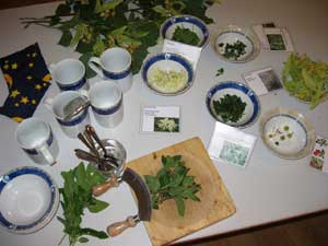 Zauberpflanzen